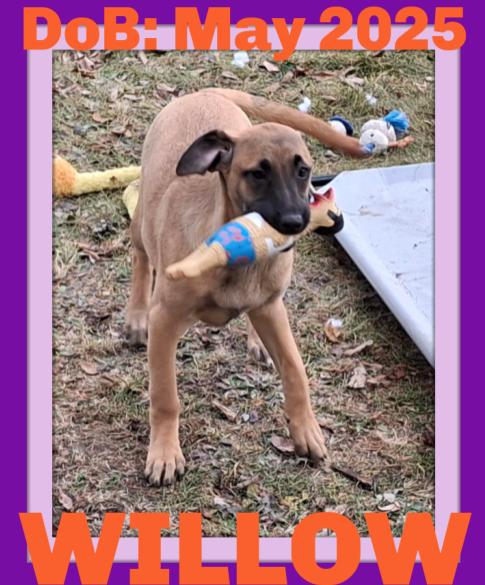 WILLOW, Adoptable, Young Female Belgian Shepherd / Malinois.