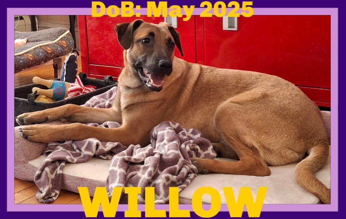 Enlarge WILLOW, a Adoptable mixed breed in Sebec, ME image 2/4