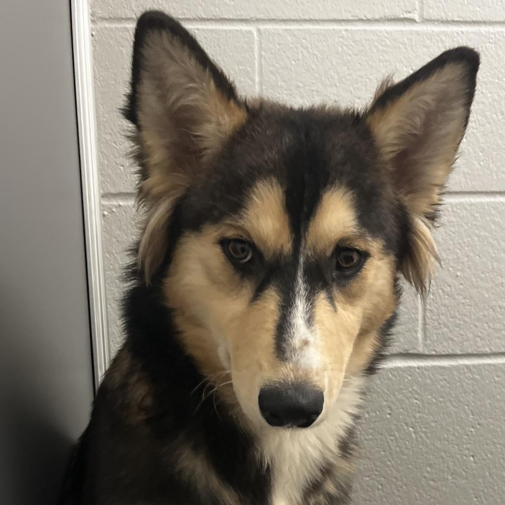 Granny Smith, a Adoptable Husky in Fort Wayne, IN image 1/4