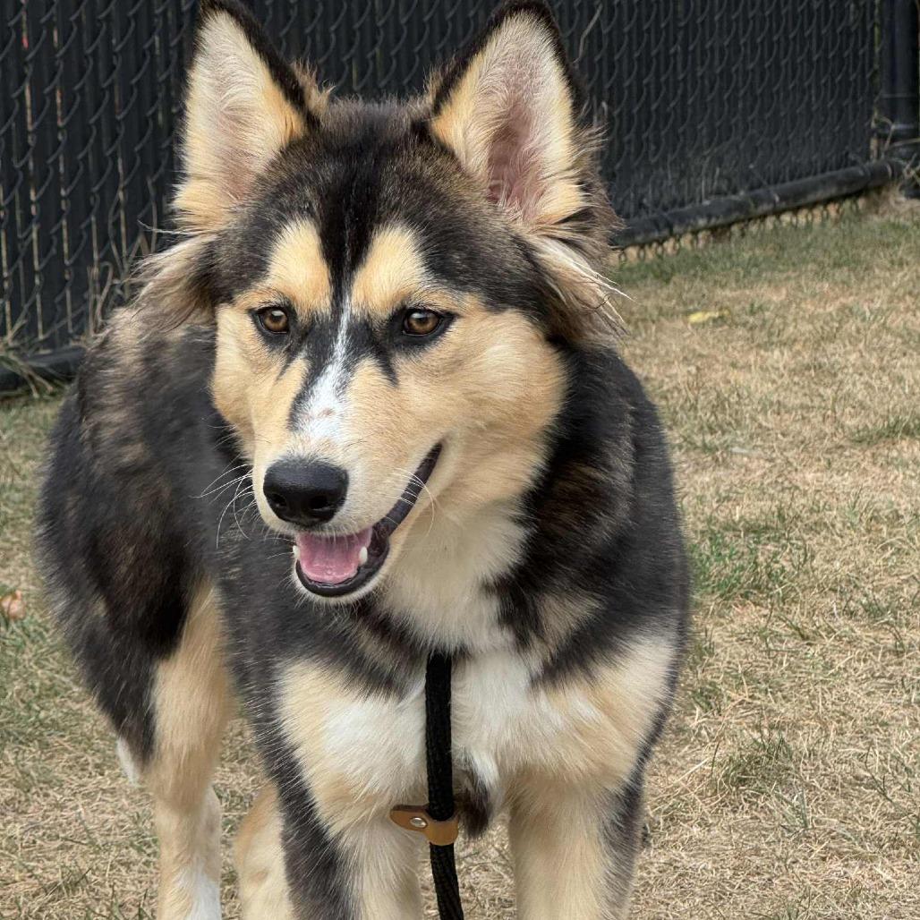 Granny Smith, Adoptable, Young Female Husky.