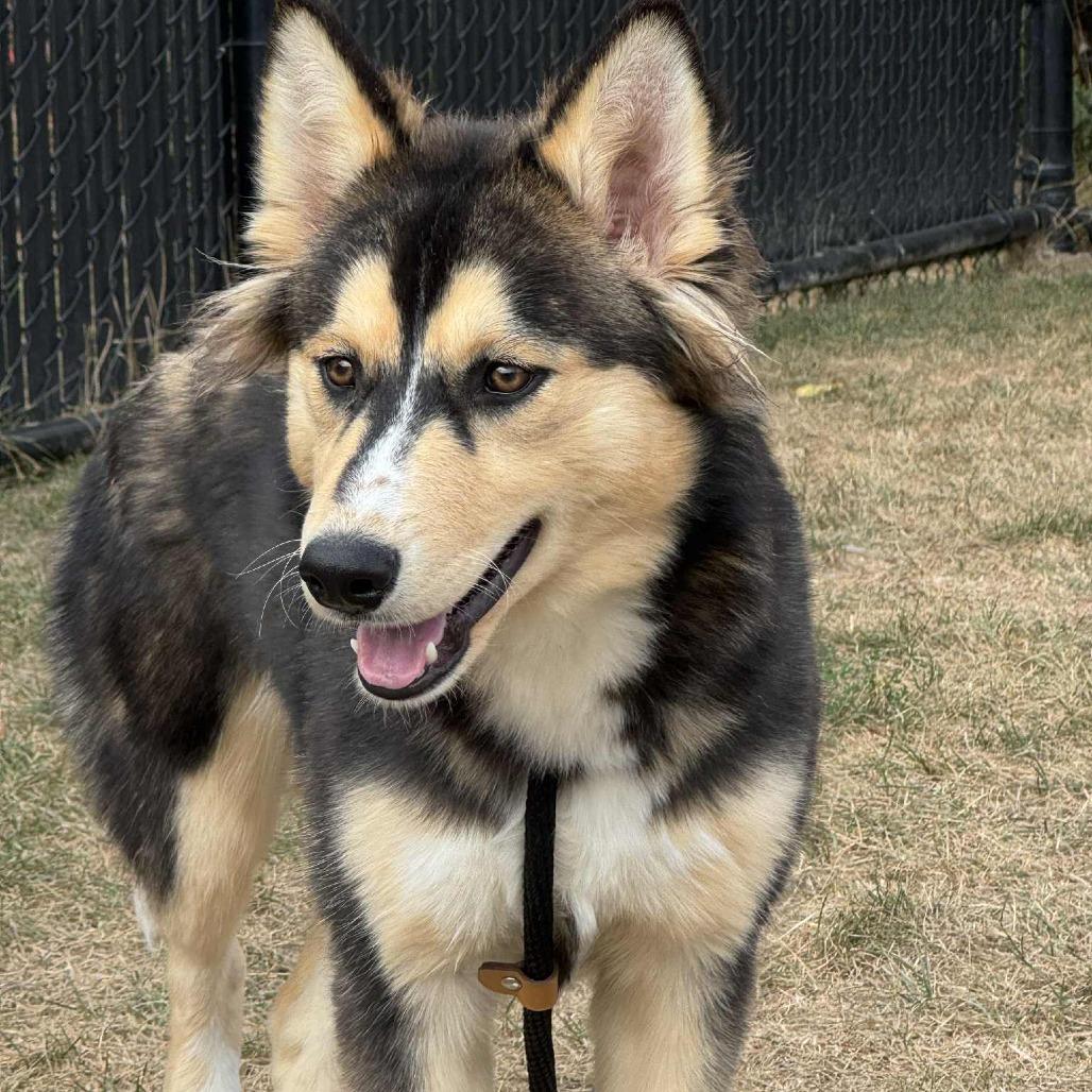 Granny Smith, a Adoptable Husky in Fort Wayne, IN image 4/4