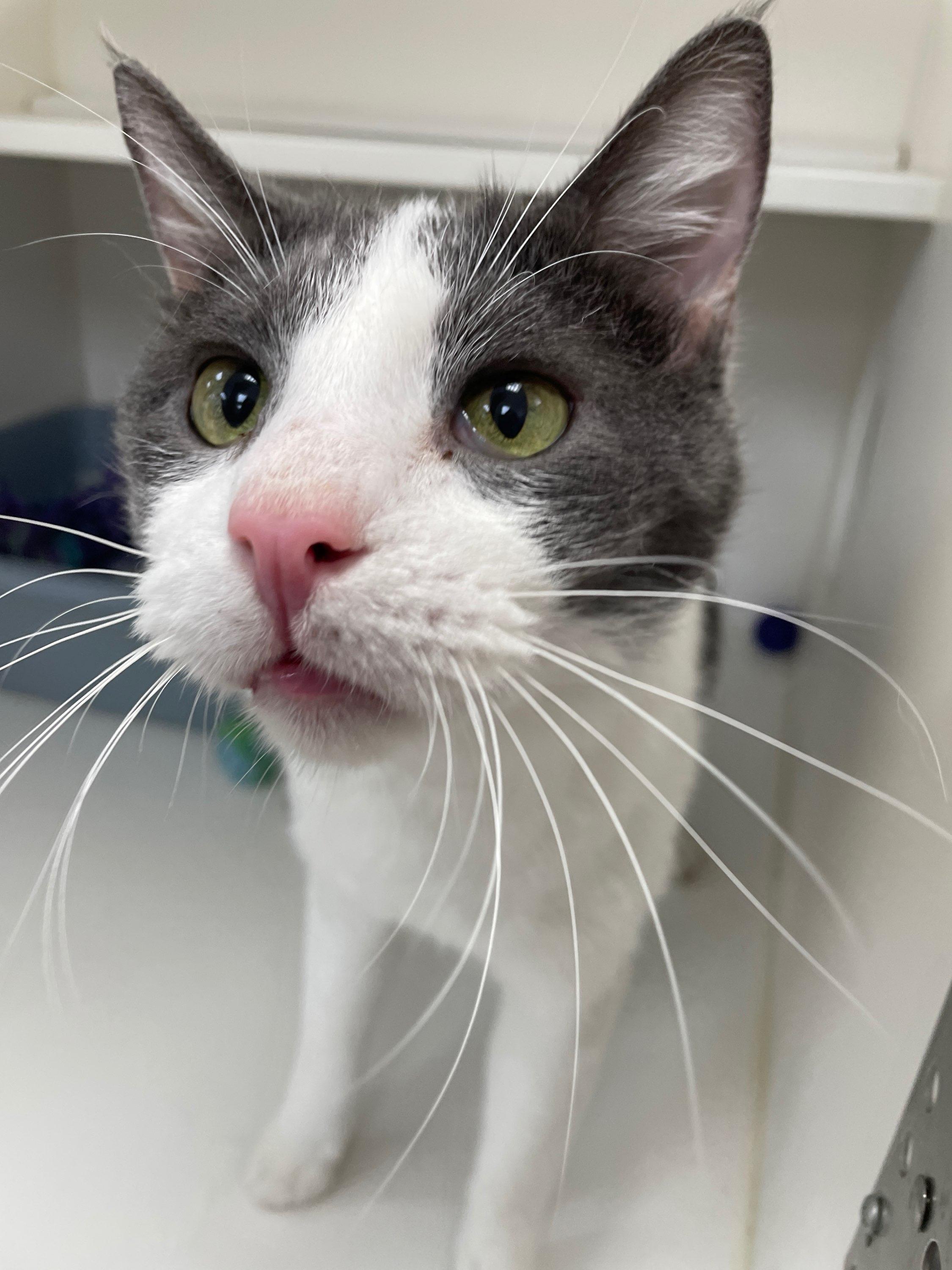 Enlarge Tom Tom (Bonded with Rita), a Adoptable Domestic Short Hair in Neillsville, WI image 4/5