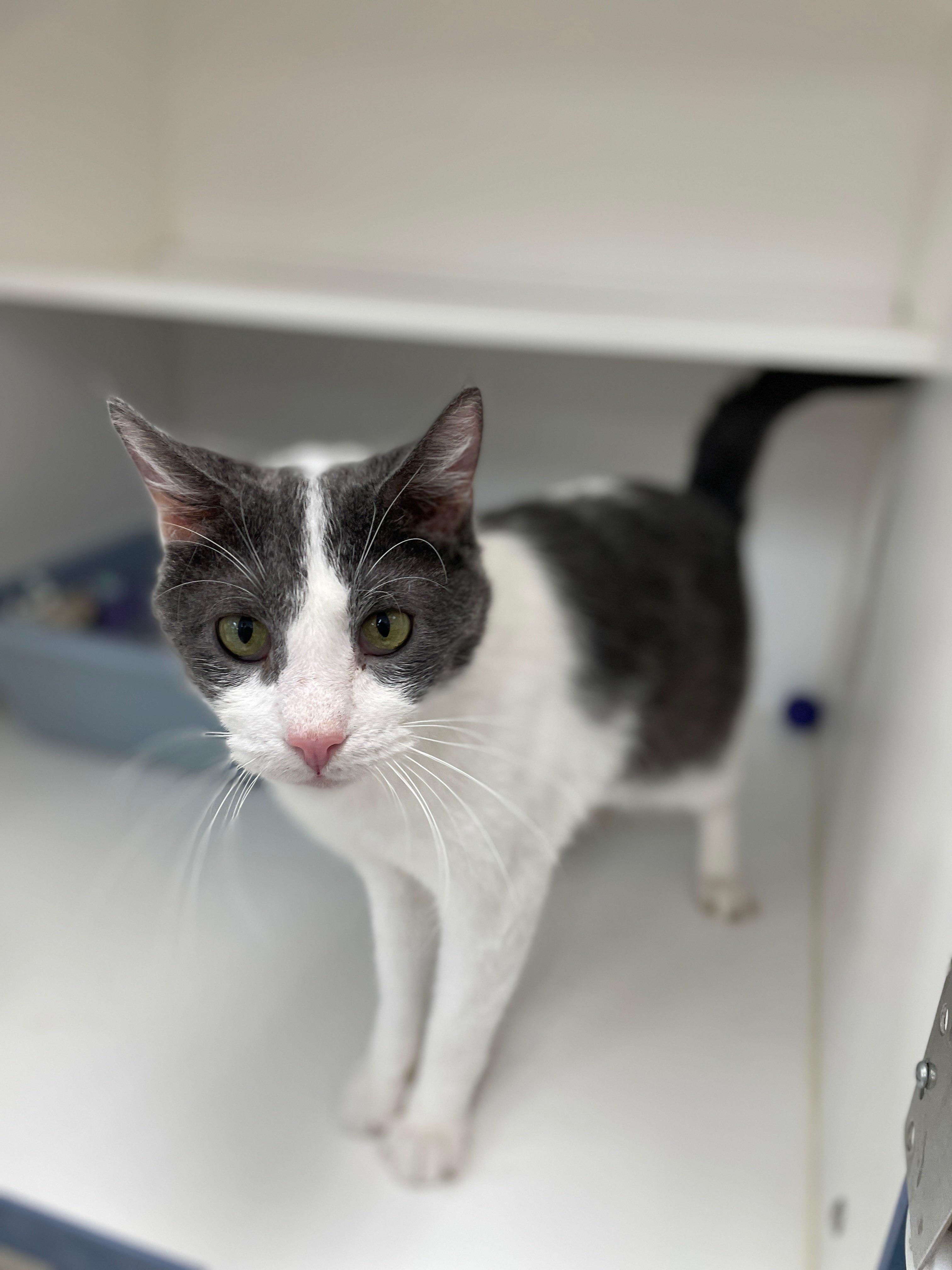Enlarge Tom Tom (Bonded with Rita), a Adoptable Domestic Short Hair in Neillsville, WI image 3/5