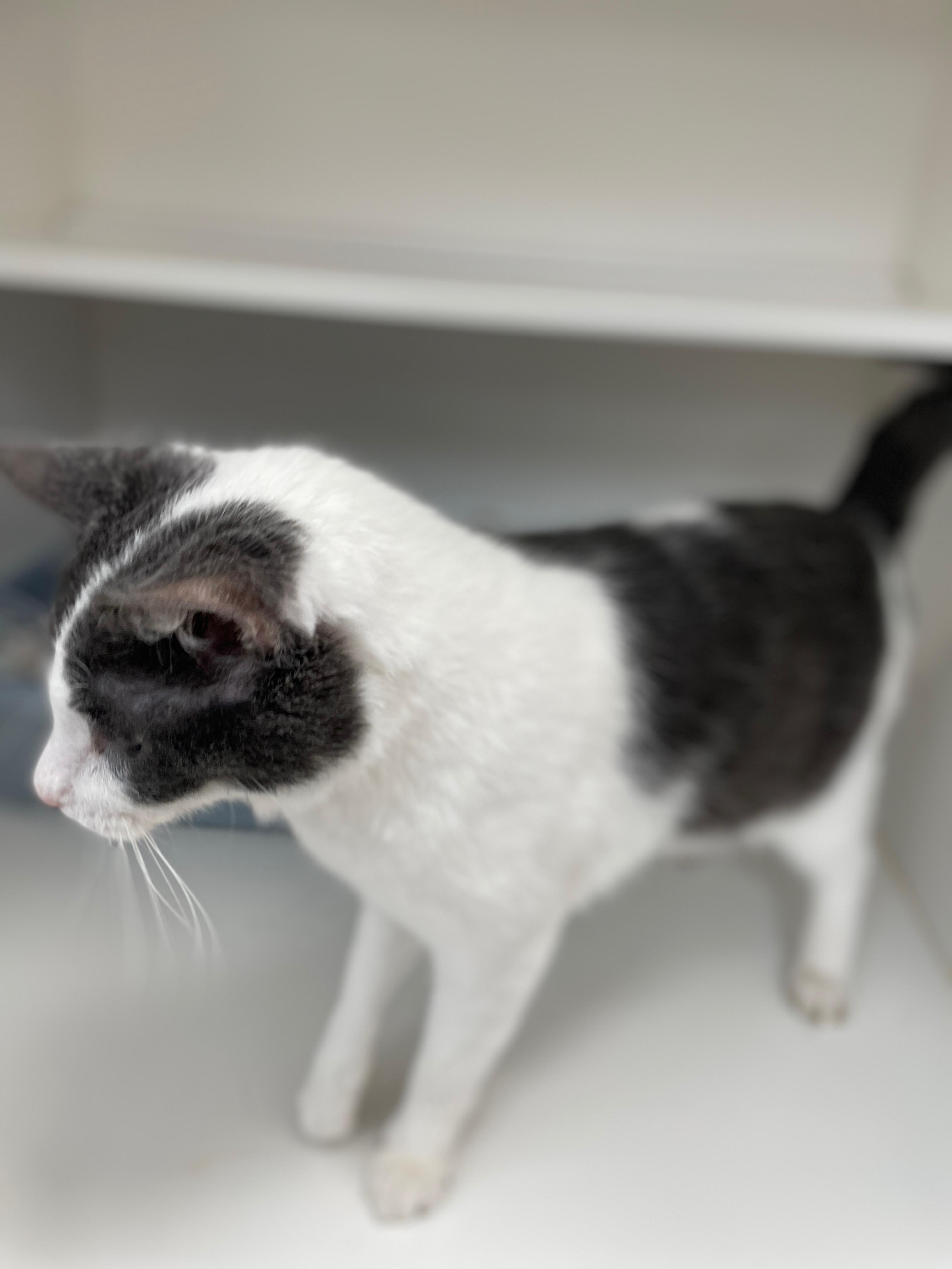 Enlarge Tom Tom (Bonded with Rita), a Adoptable Domestic Short Hair in Neillsville, WI image 5/5