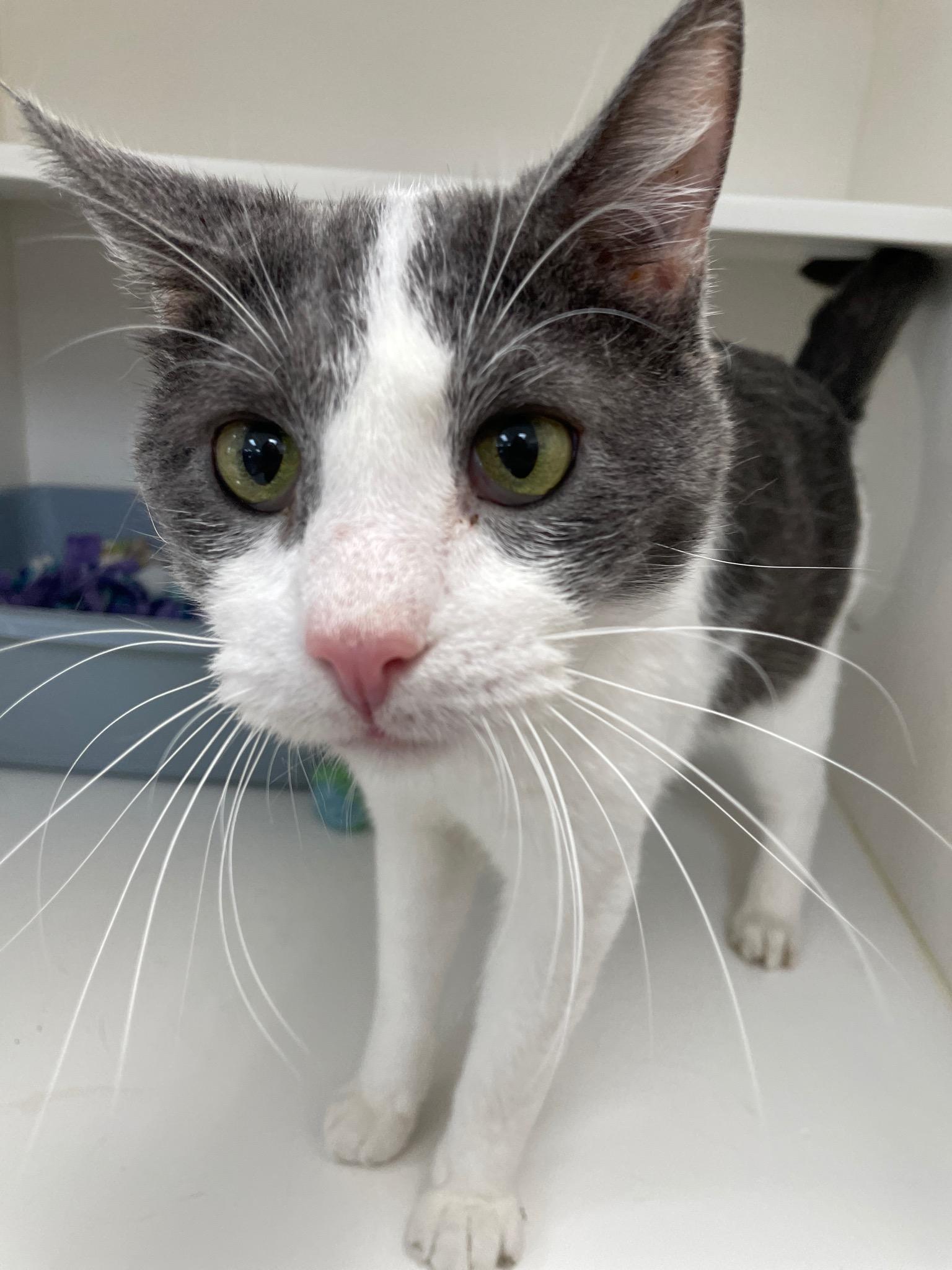 Tom Tom (Bonded with Rita), Adoptable, Senior Male Domestic Short Hair.
