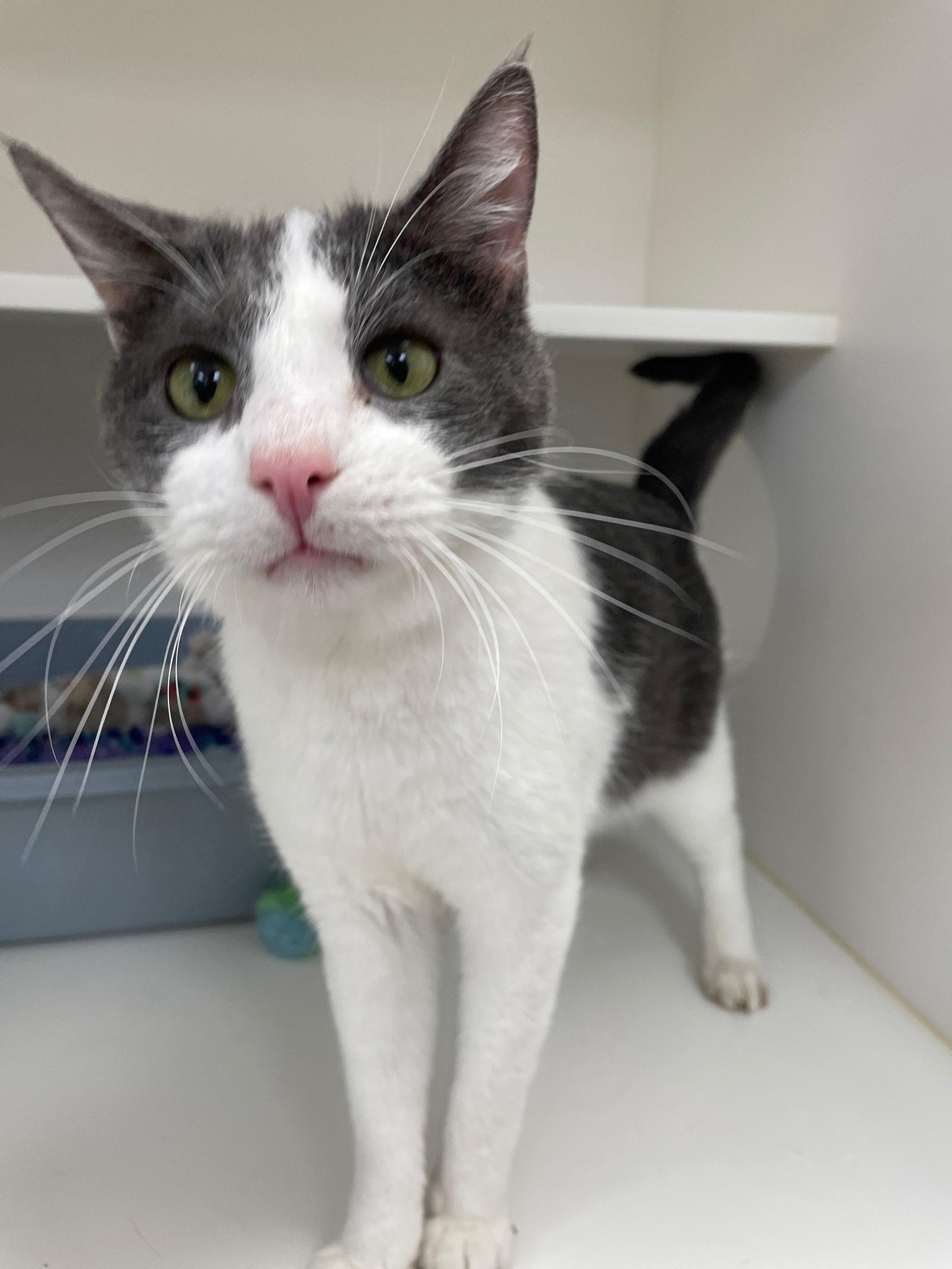 Enlarge Tom Tom (Bonded with Rita), a Adoptable Domestic Short Hair in Neillsville, WI image 2/5