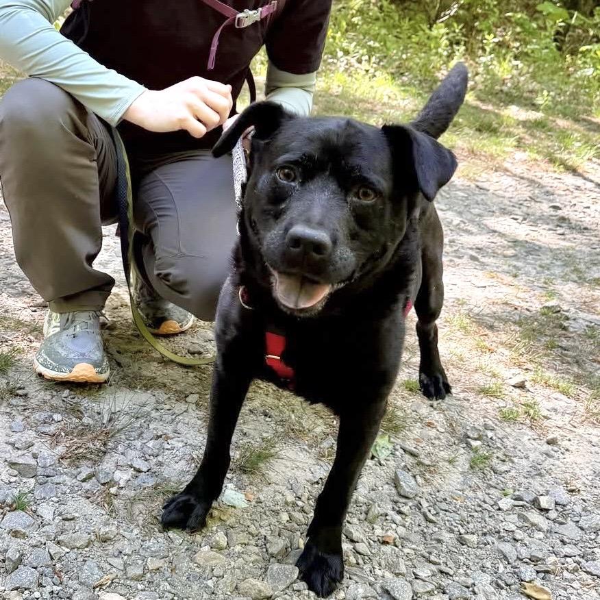 Bobby, a Adoptable Mixed Breed in Asheville, NC image 1/3