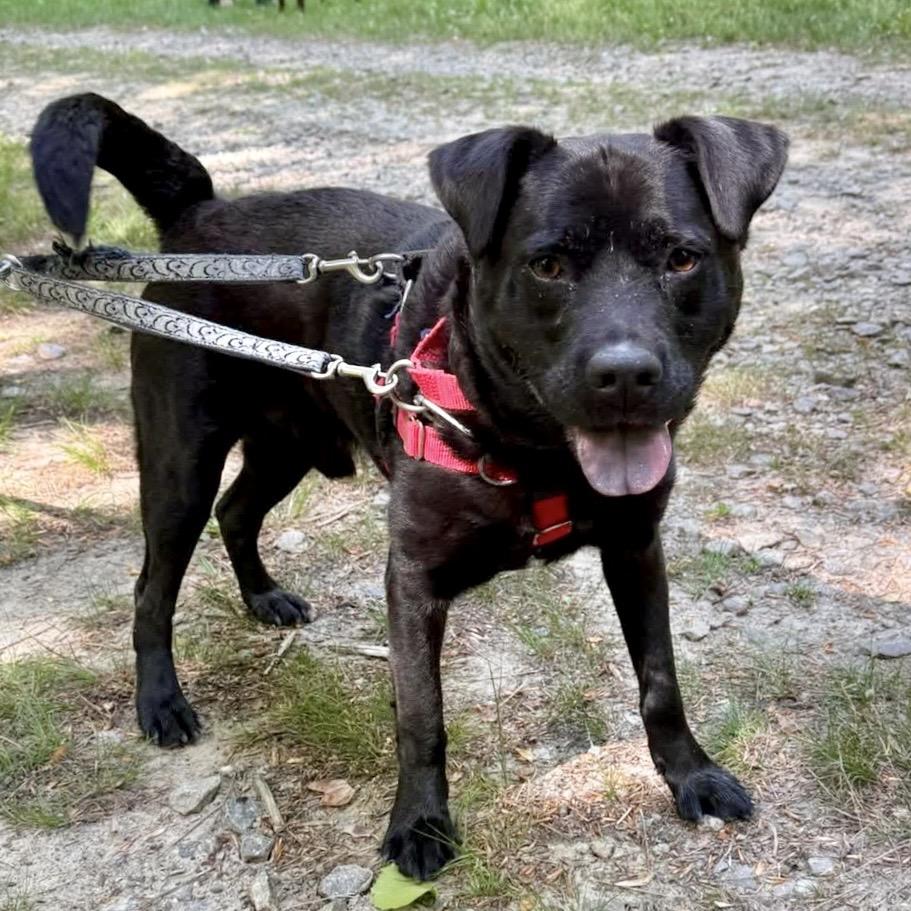 Bobby, a Adoptable Mixed Breed in Asheville, NC image 2/3