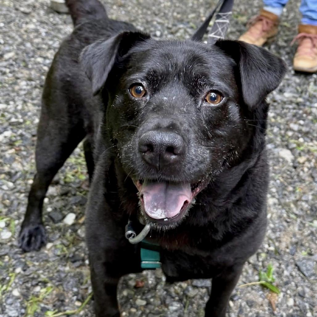 Bobby, a Adoptable Mixed Breed in Asheville, NC image 4/6