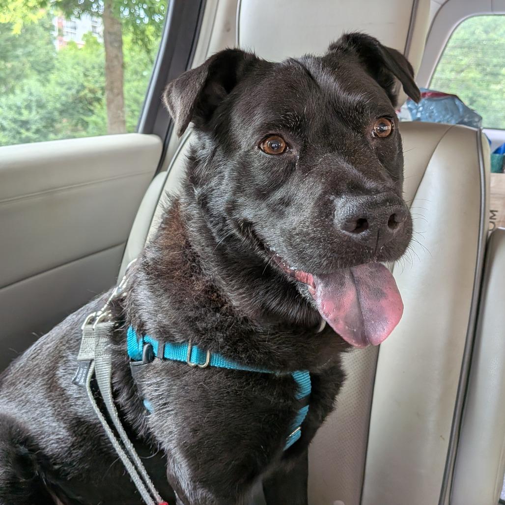 Bobby, a Adoptable Mixed Breed in Asheville, NC image 5/6