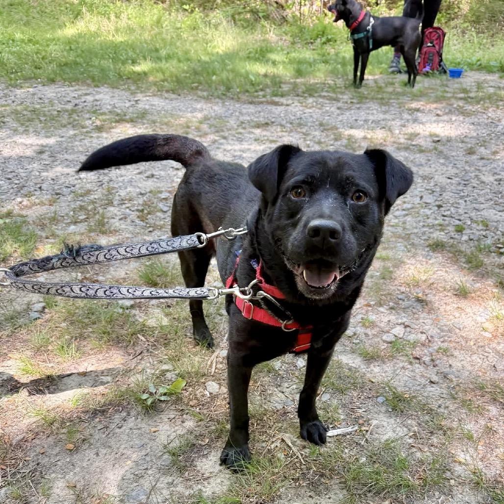 Bobby, a Adoptable Mixed Breed in Asheville, NC image 3/3