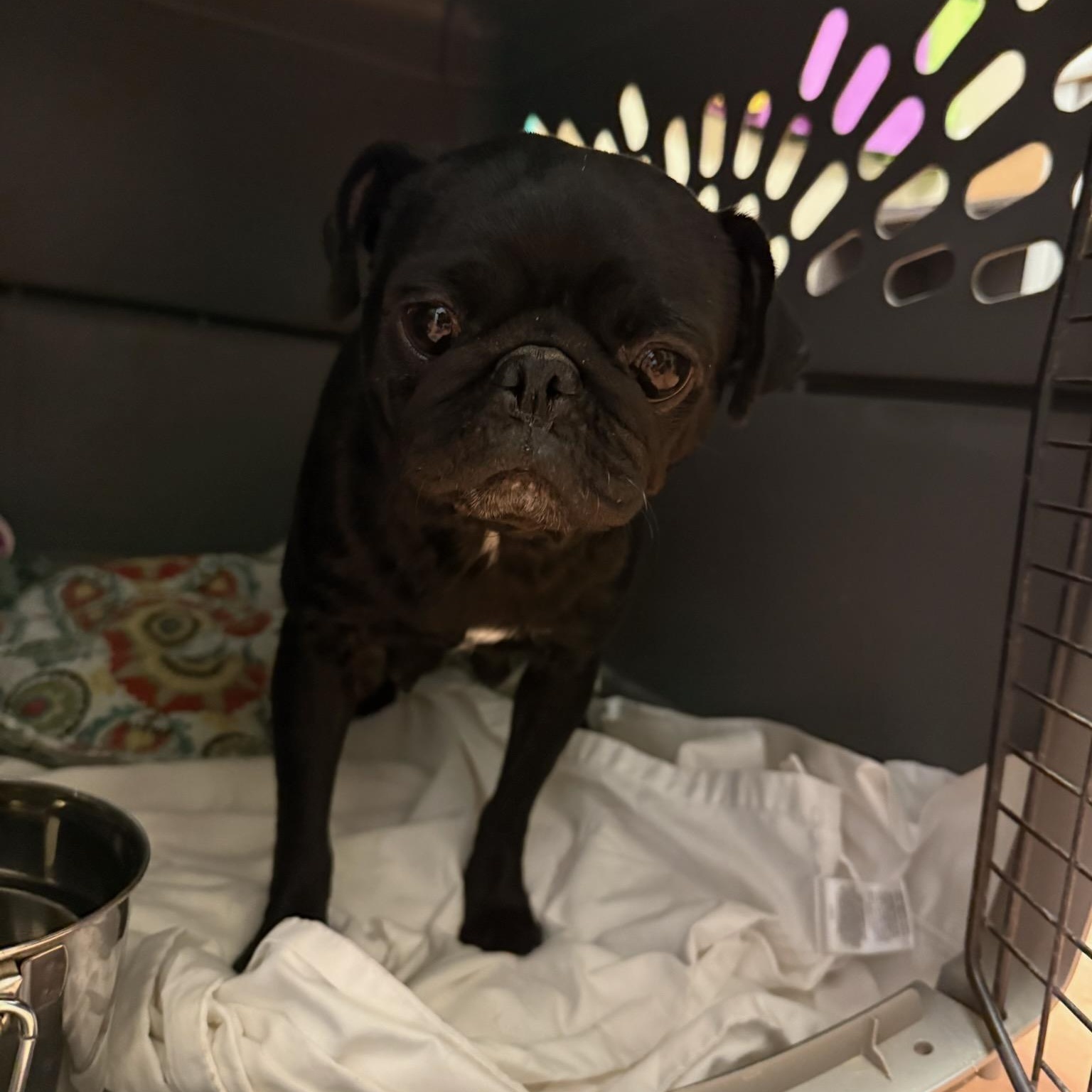 R2D2, adopted, Adult Female Pug.