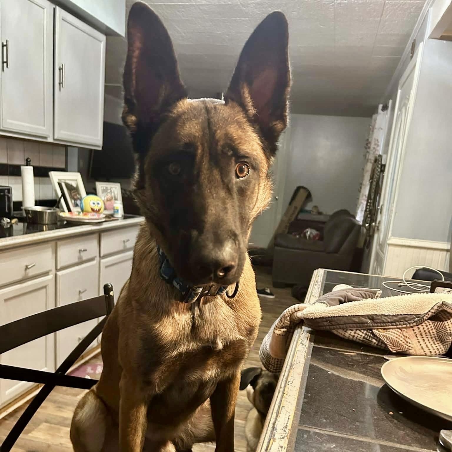 Max - courtesy post , a ADOPTABLE Belgian Shepherd / Malinois in High View, WV image 1/2