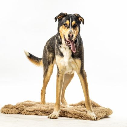 Whiskey — thumbnail 3