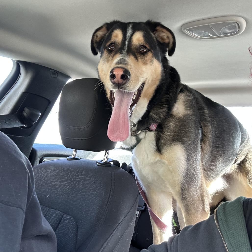 Whiskey — thumbnail 4