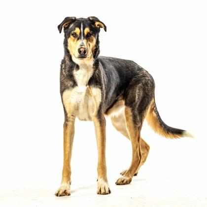 Whiskey — thumbnail 5