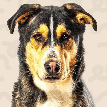 Whiskey — thumbnail 6