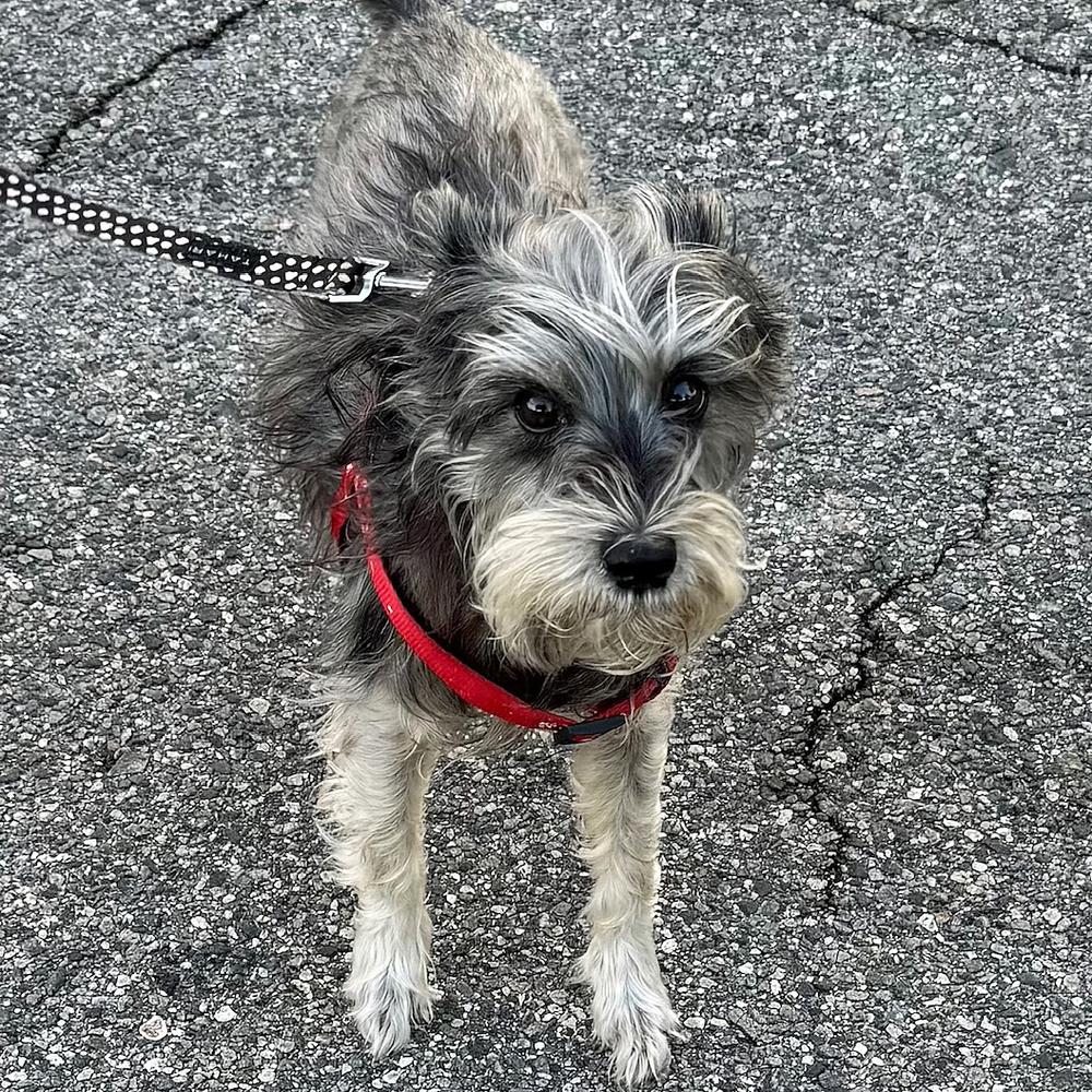 Enlarge Elena, a Adoptable Schnauzer in Orlando, FL image 3/6