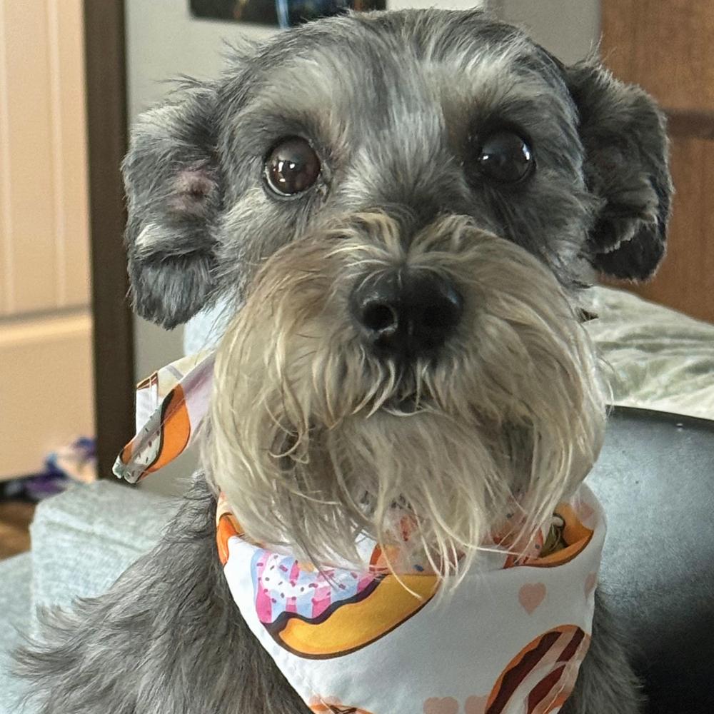 Enlarge Elena, a Adoptable Schnauzer in Orlando, FL image 4/6