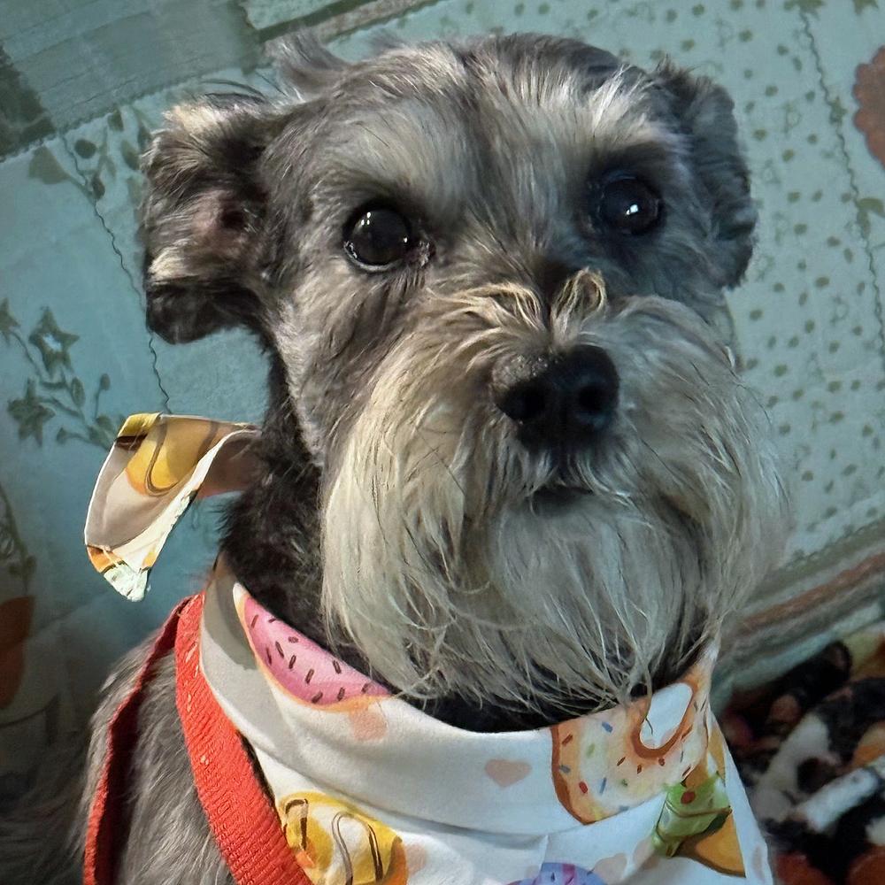Enlarge Elena, a Adoptable Schnauzer in Orlando, FL image 6/6