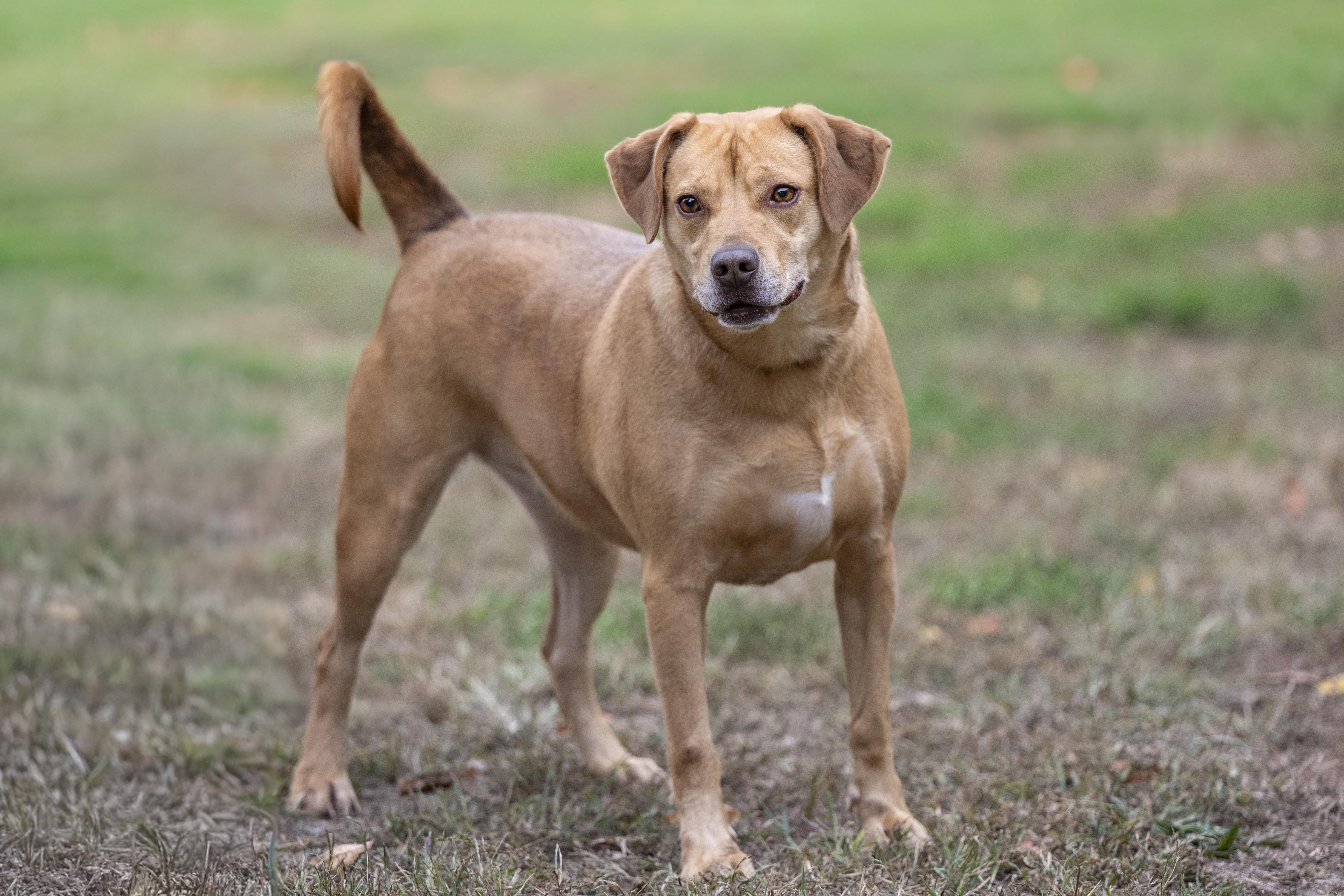 Sandra Dee, Adoptable, Adult Female Pit Bull Terrier.