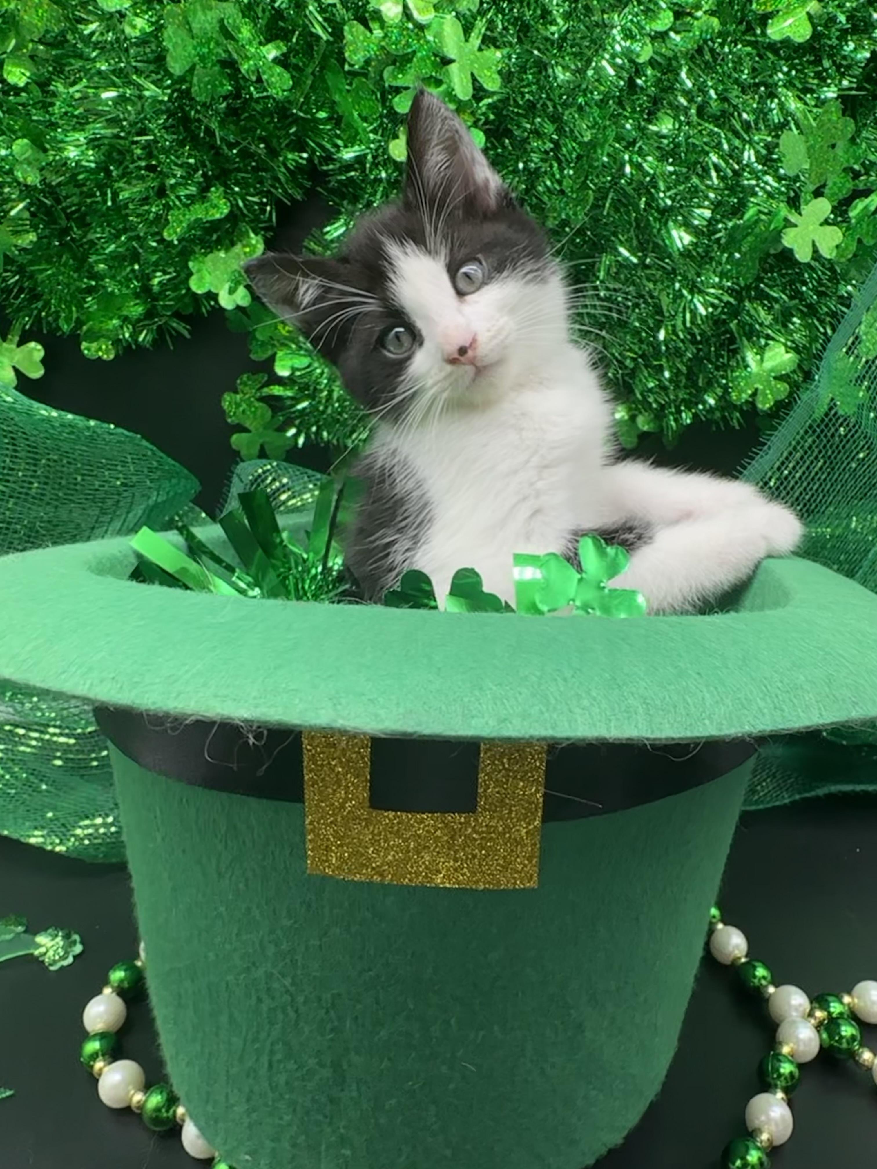 Chevy, a ADOPTABLE Domestic Short Hair in HUNTINGTON BEACH, CA image 3/5