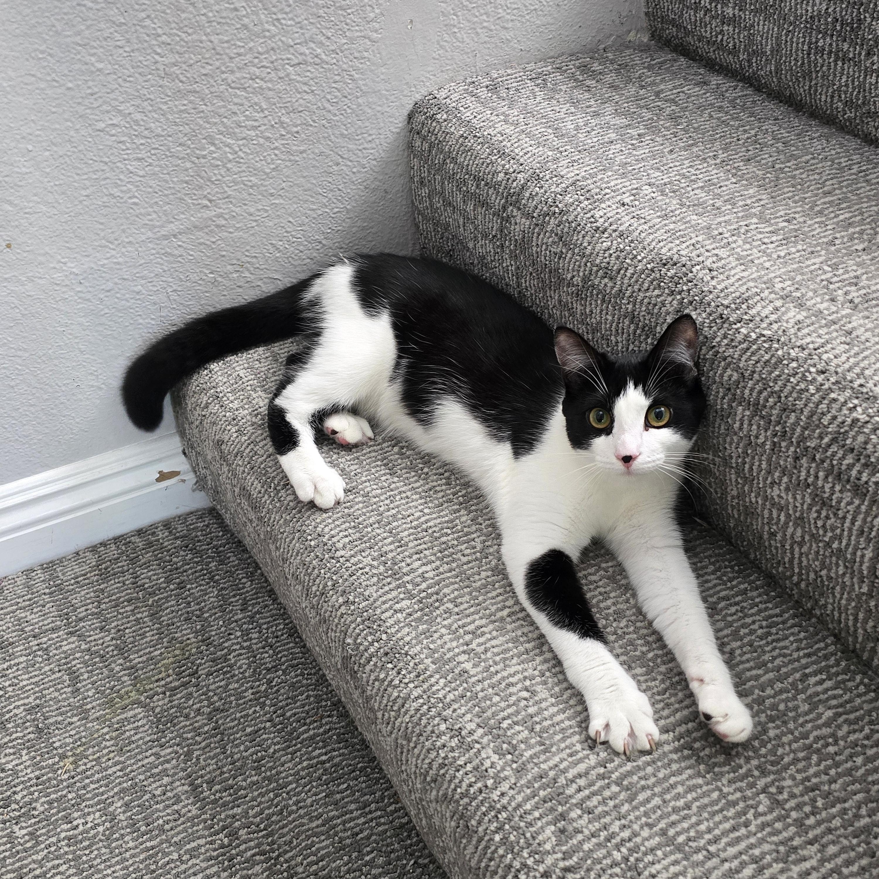 Enlarge Cee Cee, a Adoptable Domestic Short Hair in HUNTINGTON BEACH, CA image 2/5