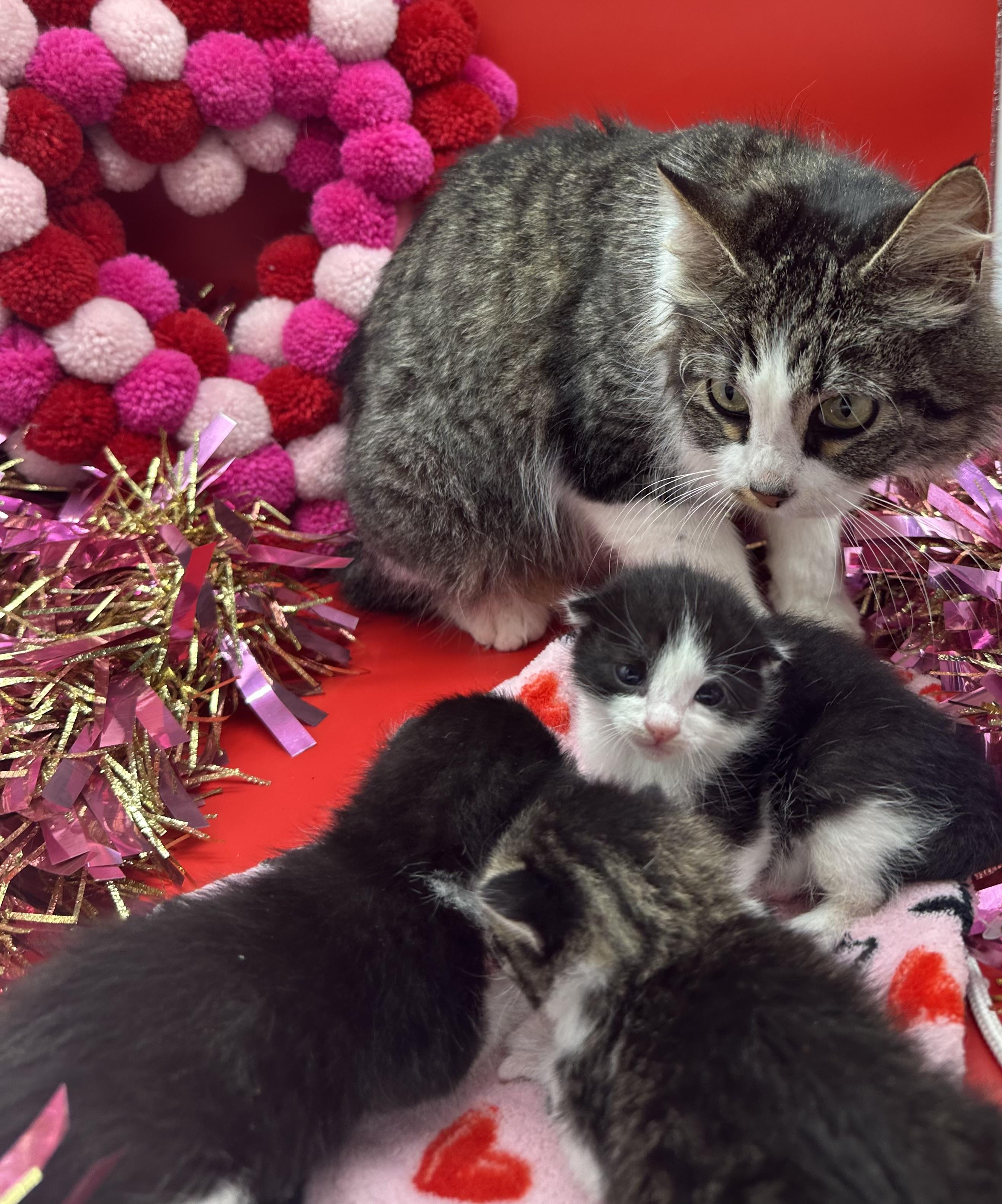 Chevy, a ADOPTABLE Domestic Short Hair in HUNTINGTON BEACH, CA image 5/5