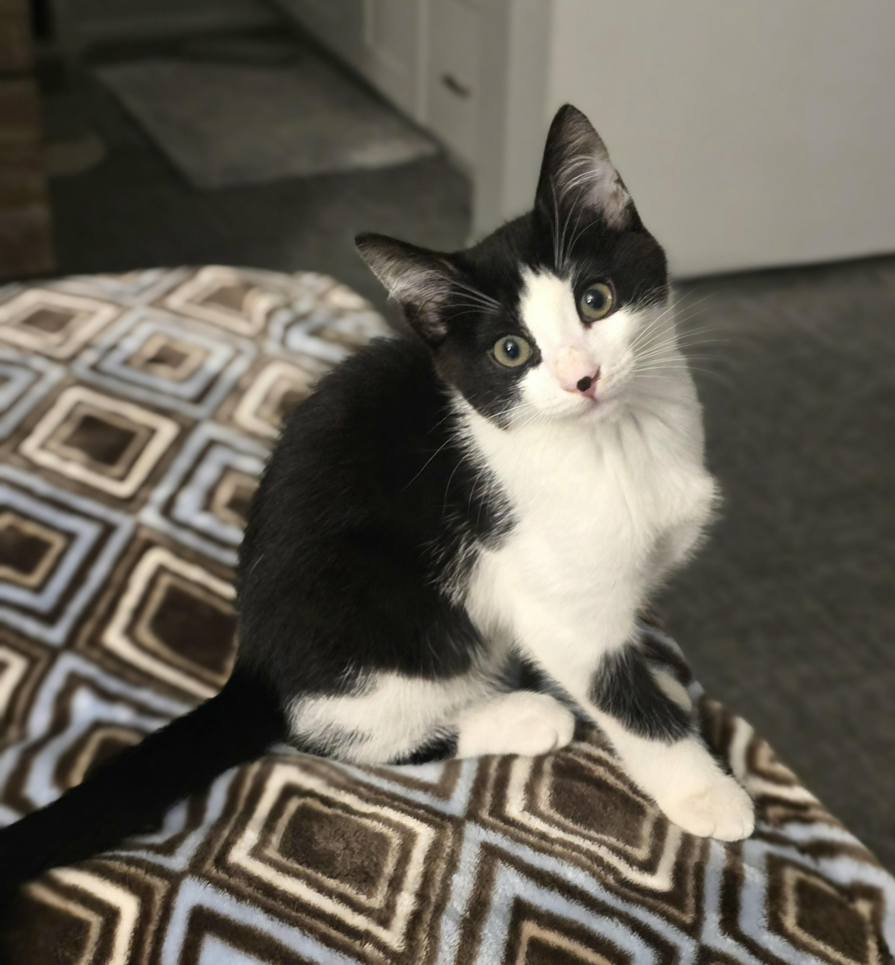 Enlarge Cee Cee, an adoptable Domestic Short Hair in HUNTINGTON BEACH, CA image 2/3