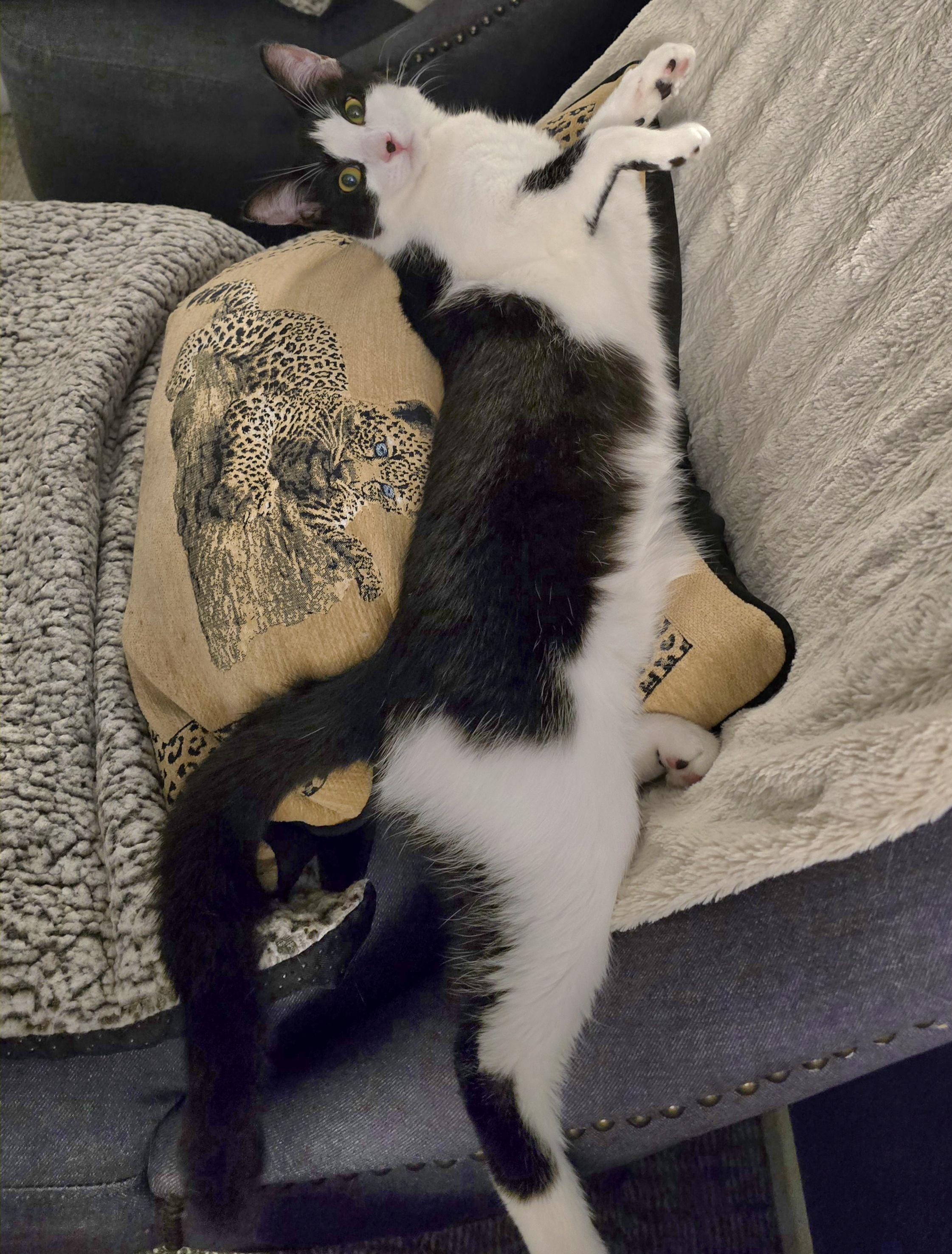 Enlarge Cee Cee, a Adoptable Domestic Short Hair in HUNTINGTON BEACH, CA image 3/5