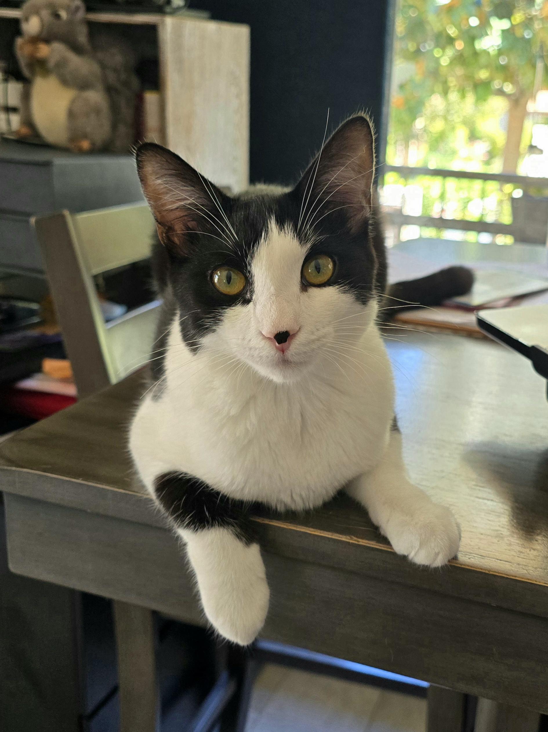 Enlarge Cee Cee, a Adoptable Domestic Short Hair in HUNTINGTON BEACH, CA image 5/5