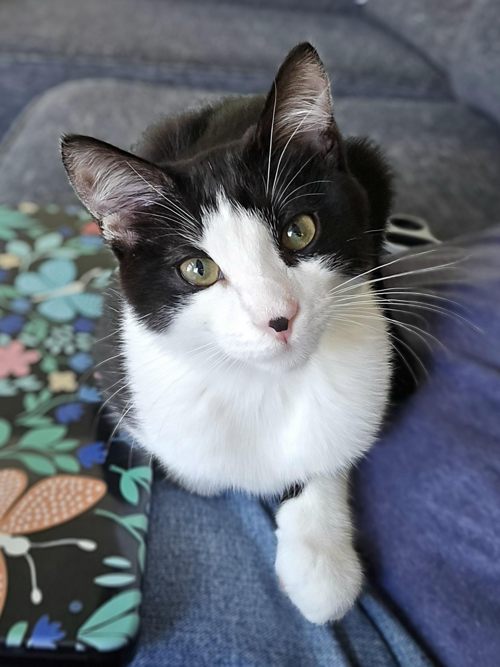 Cee Cee, adoptable, Young Female Domestic Short Hair.