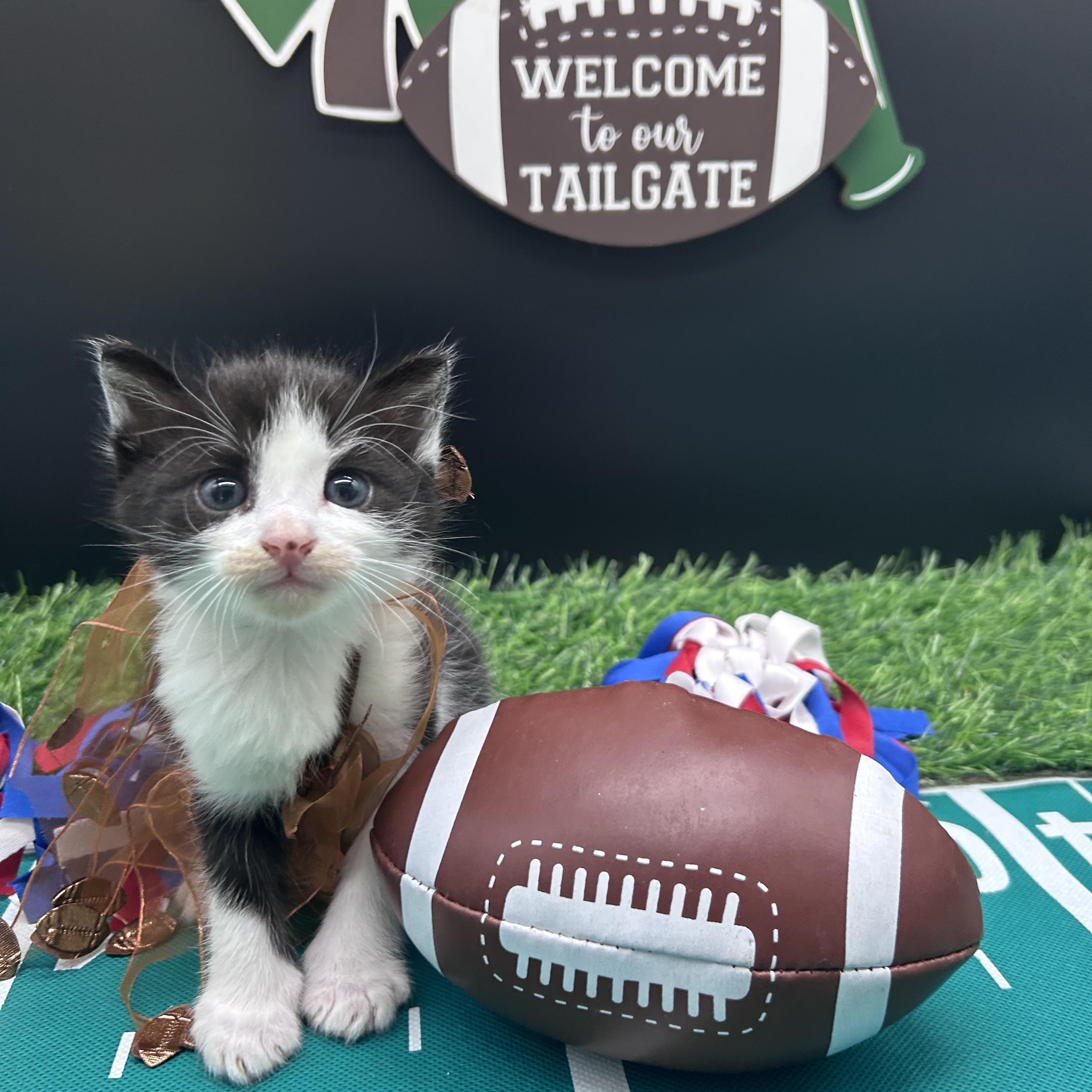 Chevy, a ADOPTABLE Domestic Short Hair in HUNTINGTON BEACH, CA image 4/5