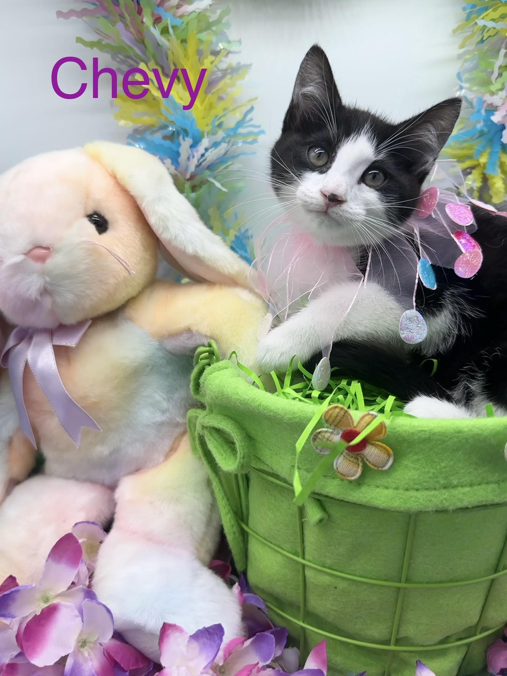 Chevy, ADOPTABLE, Kitten Female Domestic Short Hair.