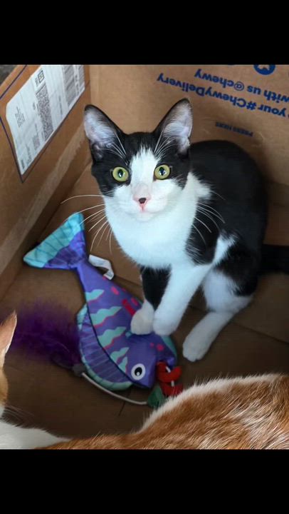 Enlarge Cee Cee, a Adoptable Domestic Short Hair in HUNTINGTON BEACH, CA video 4/5