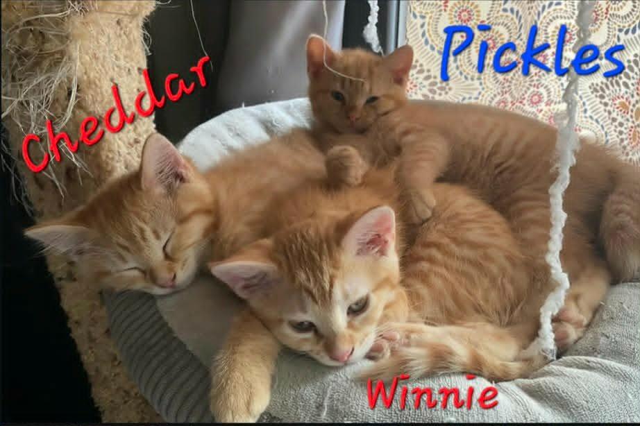 Pickles, Adopted, Kitten Male Domestic Short Hair.