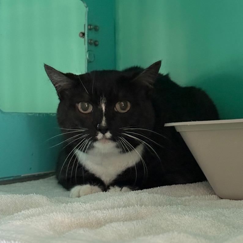 Enlarge Bootsie, a Adoptable Domestic Short Hair in Pullman, WA image 1/3