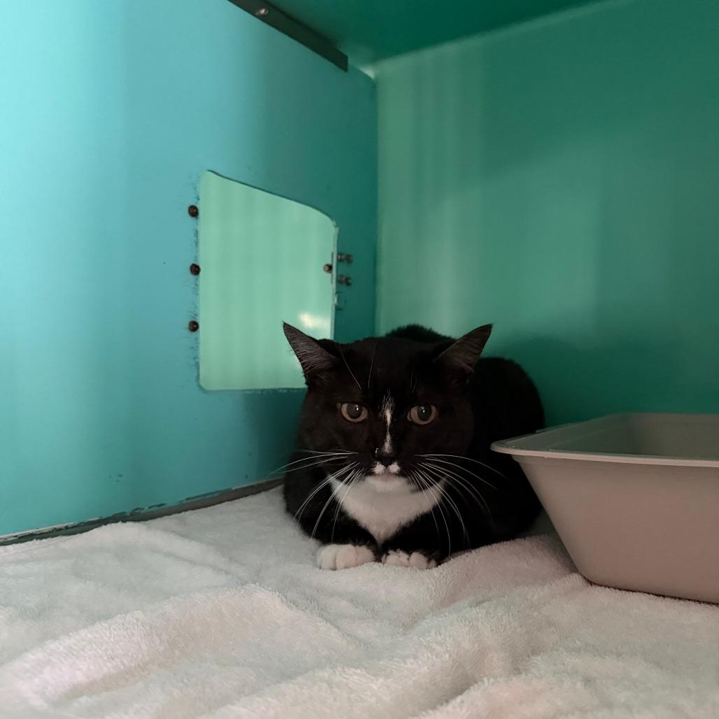 Enlarge Bootsie, a Adoptable Domestic Short Hair in Pullman, WA image 2/3