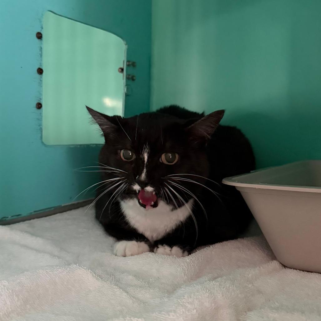 Enlarge Bootsie, a Adoptable Domestic Short Hair in Pullman, WA image 3/3
