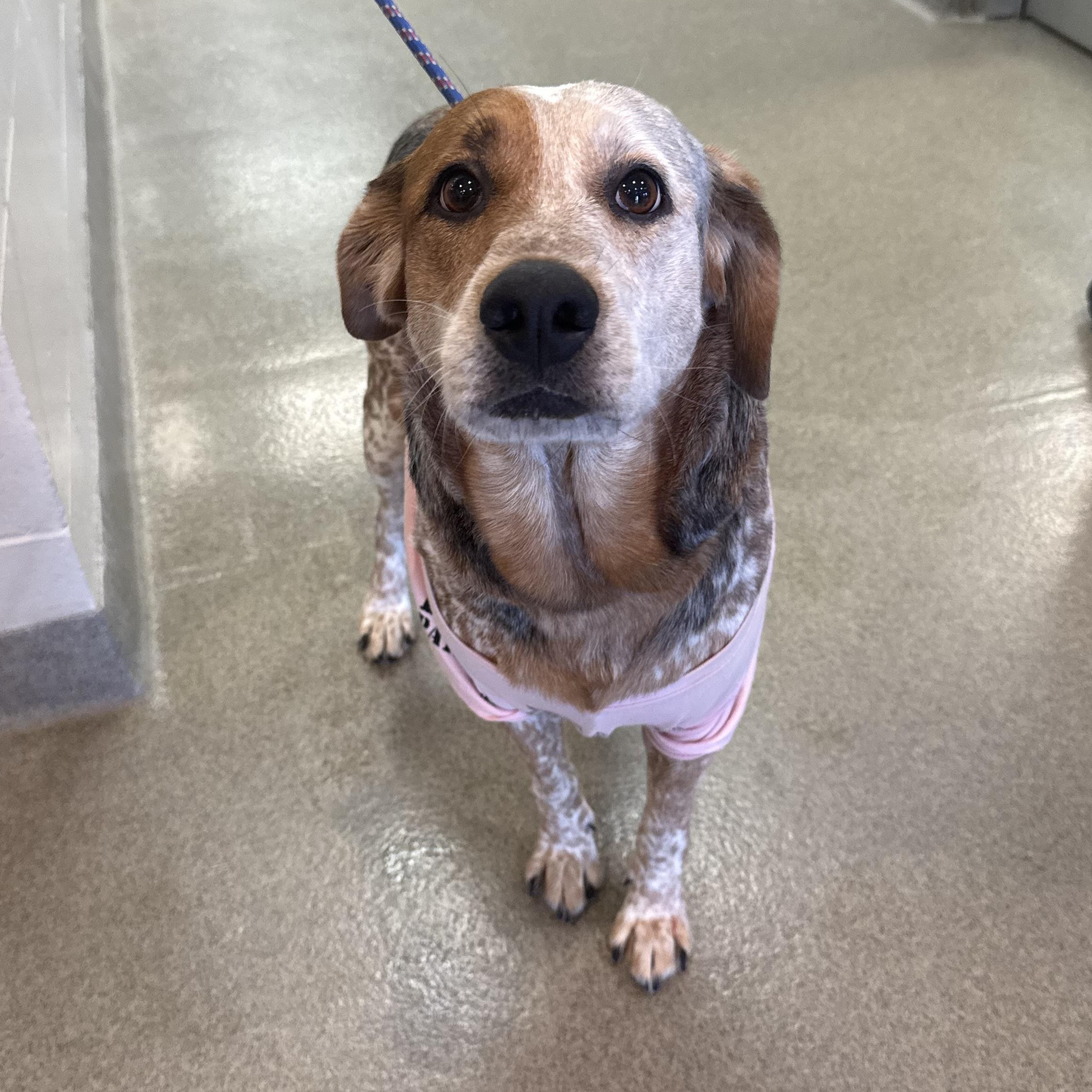 Enlarge Wynoa, a ADOPTABLE Australian Cattle Dog / Blue Heeler in Kearney, NE image 2/2