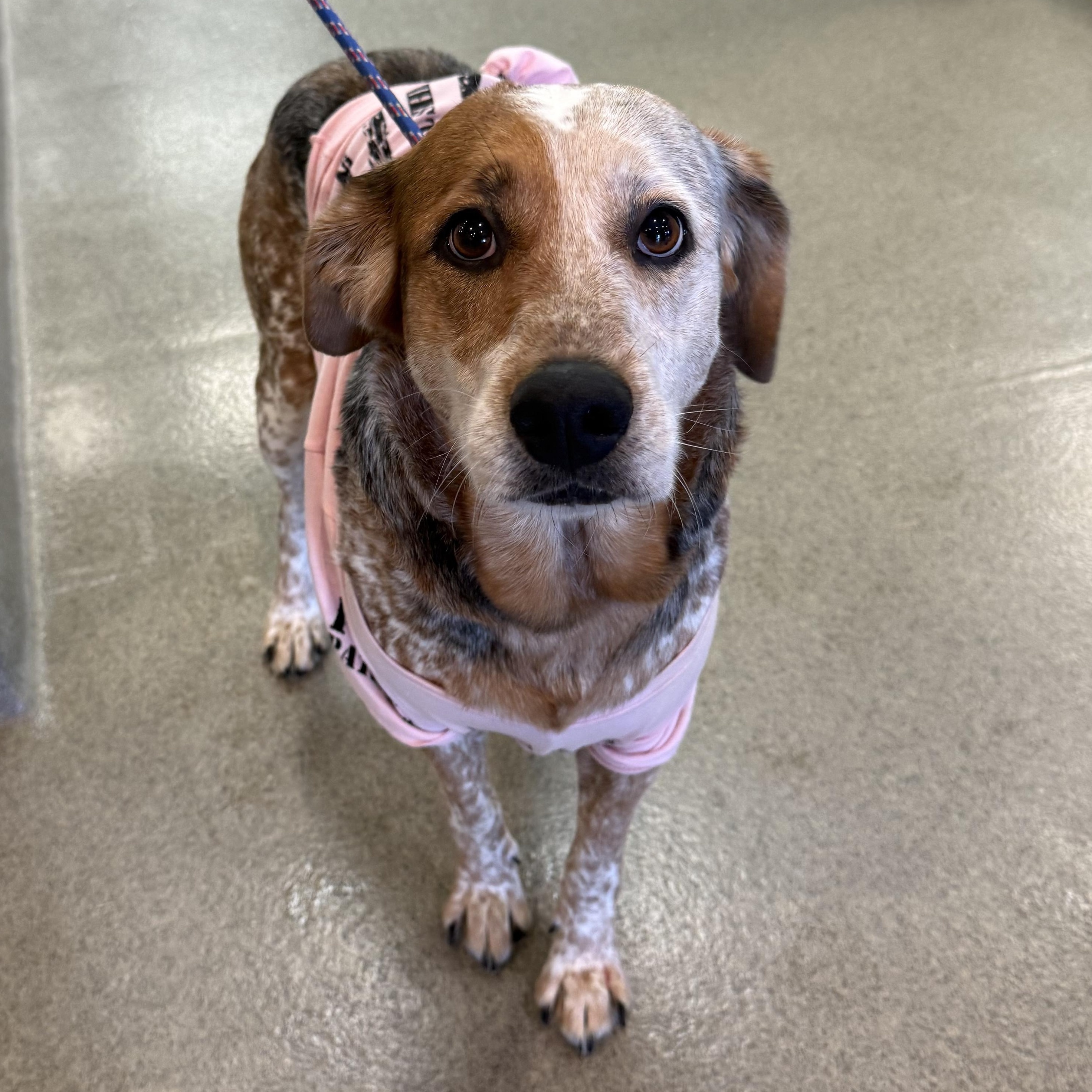 Wynoa, ADOPTABLE, Adult Female Australian Cattle Dog / Blue Heeler.