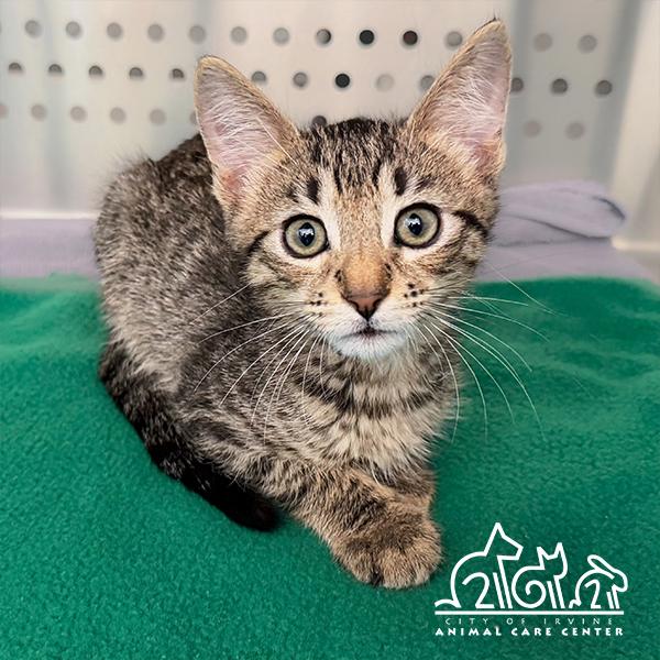 OAKLAND, Adoptable, Kitten Male Domestic Short Hair.