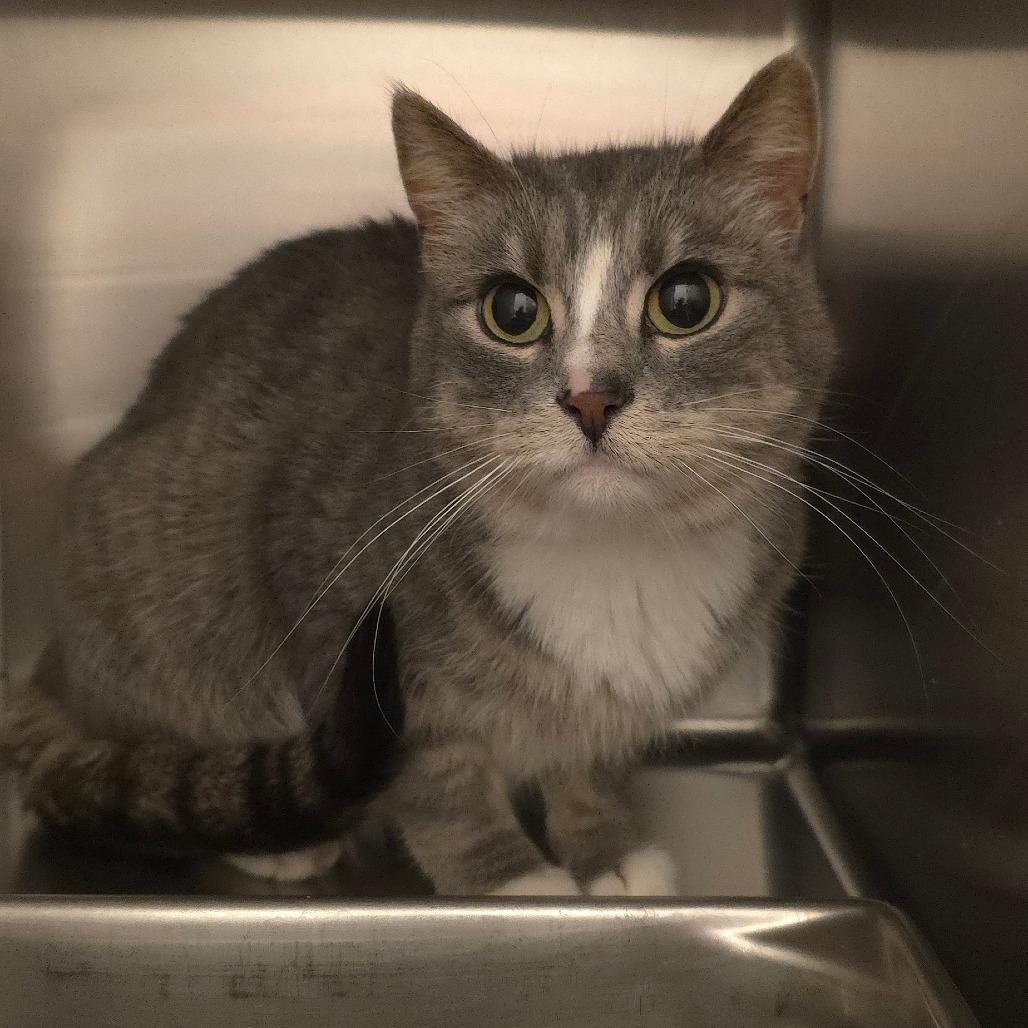 Mama Kitty, Adoptable, Adult Female Domestic Short Hair.