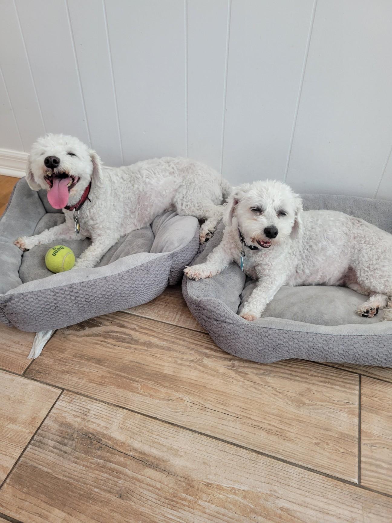 George & Gracie, a ADOPTABLE Bichon Frise in Sarasota, FL image 1/2