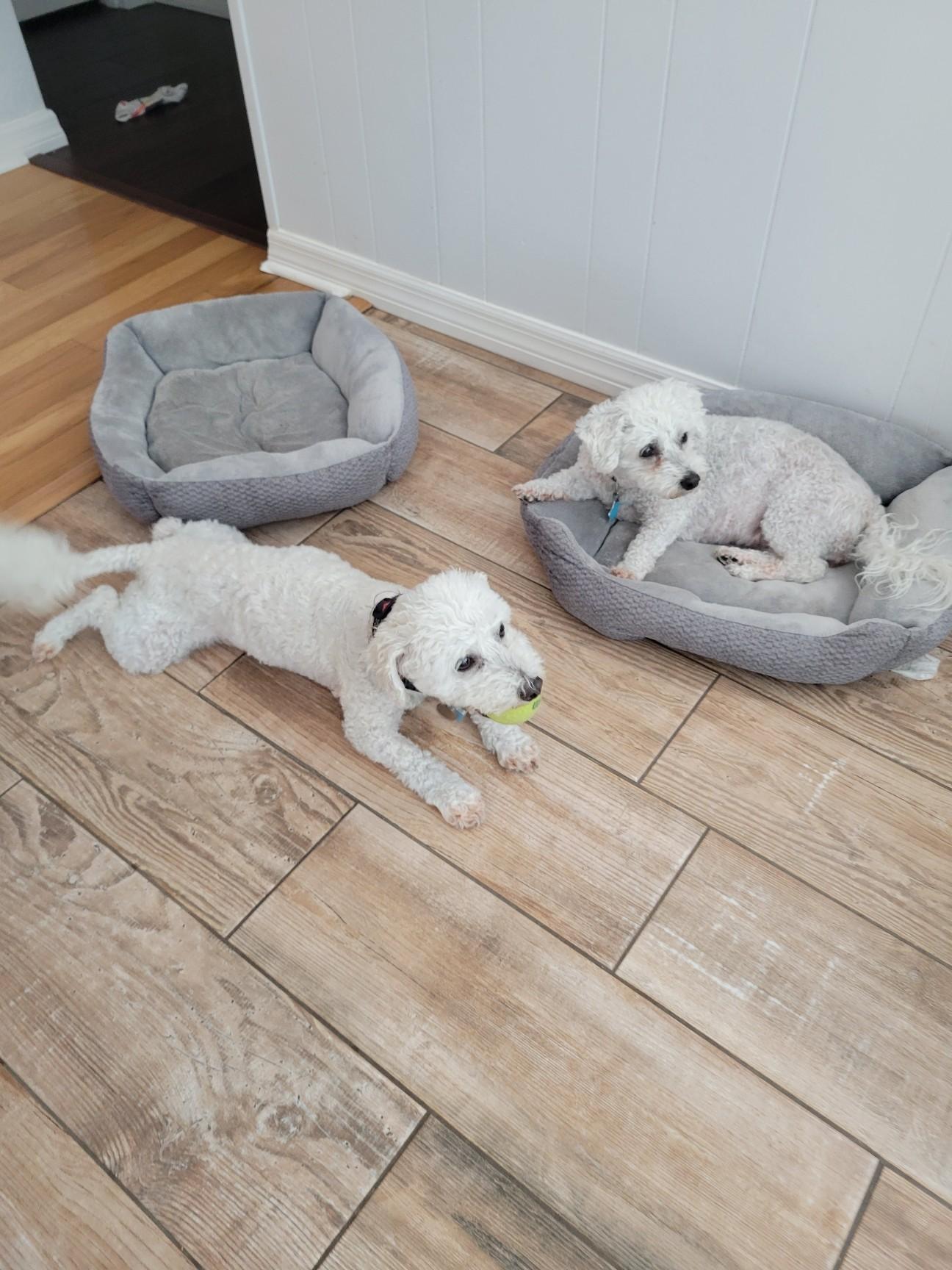 George & Gracie, a ADOPTABLE Bichon Frise in Sarasota, FL image 2/2