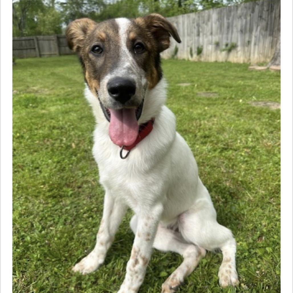 Enlarge Paul, a Adoptable mixed breed in Huntsville, AL image 1/1