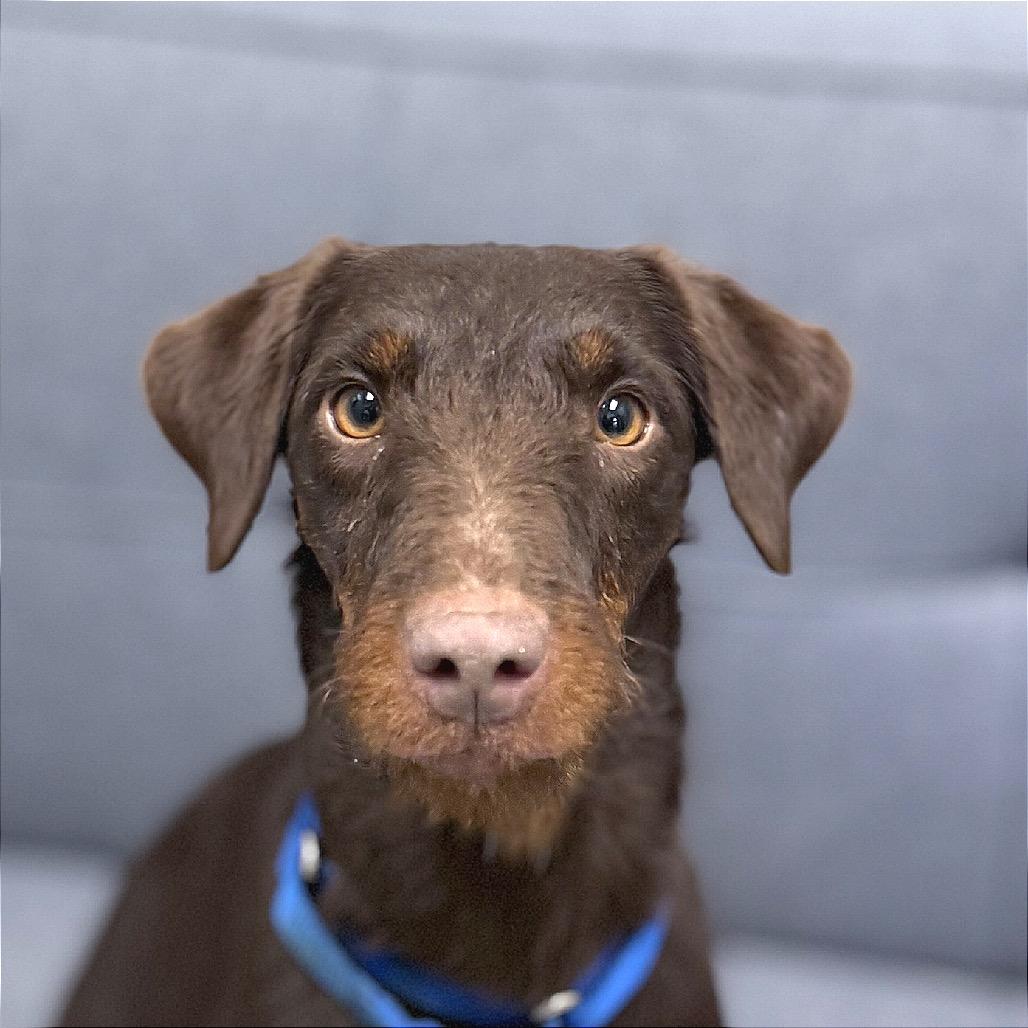 Piper