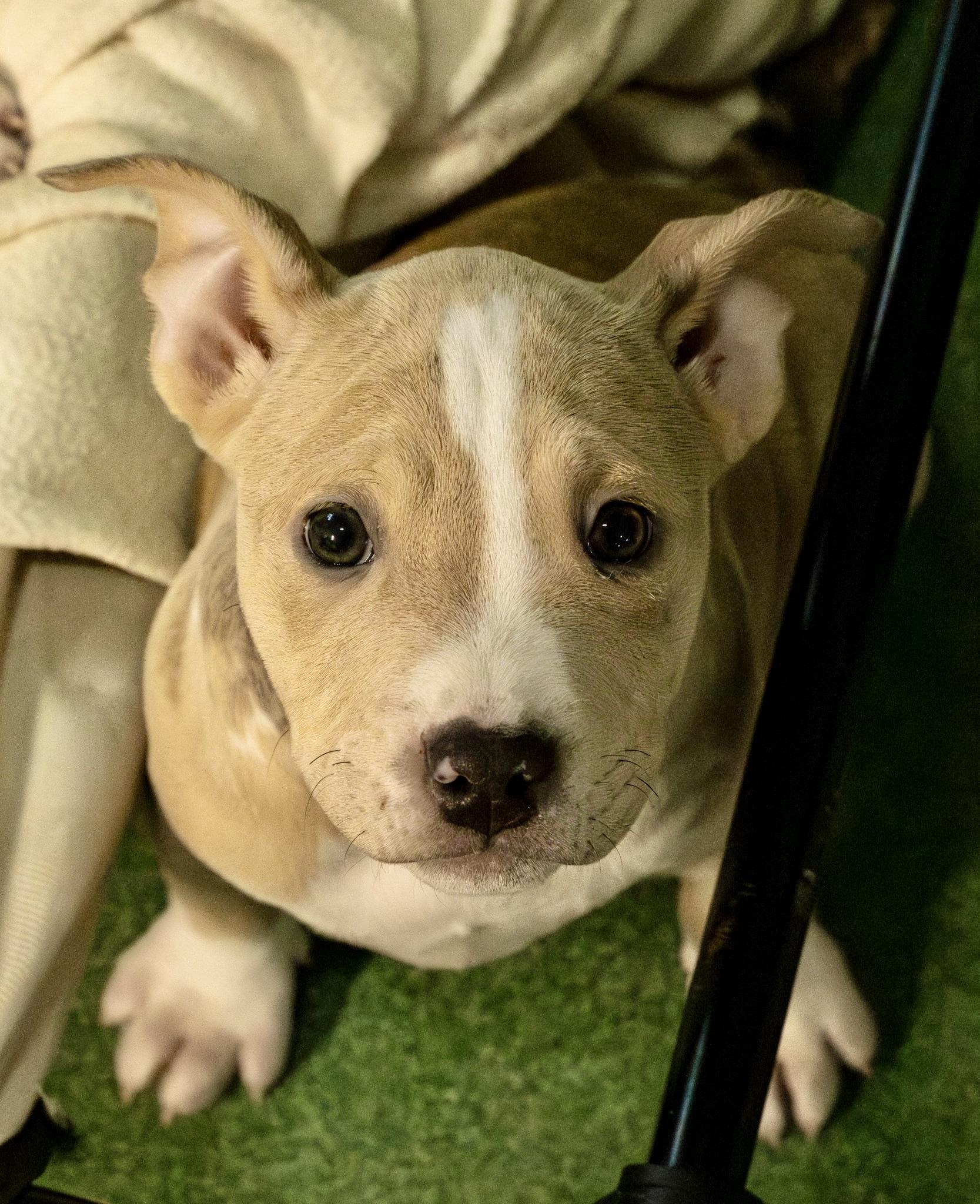 Peppa, a ADOPTABLE American Bully in Kentwood, MI image 2/4