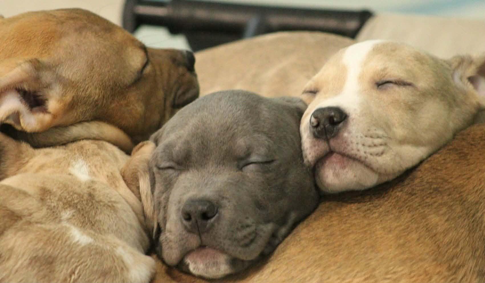 Peppa, a ADOPTABLE American Bully in Kentwood, MI image 3/4