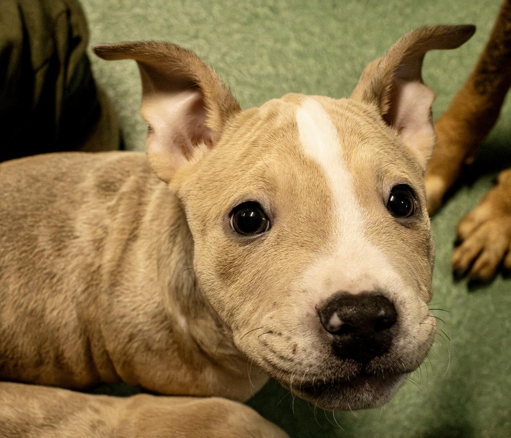 Peppa, a ADOPTABLE American Bully in Kentwood, MI image 1/4